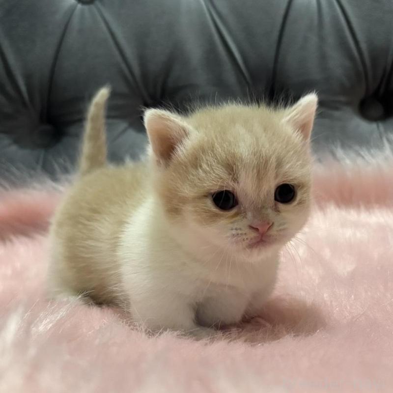 販売中の鹿児島県のマンチカン(短足)-138996の3枚目