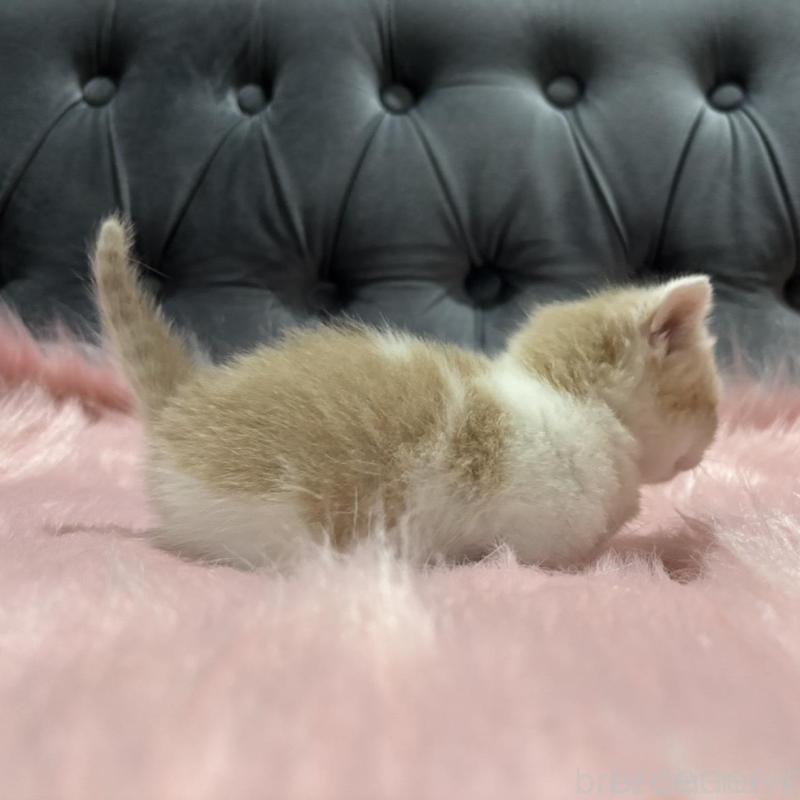 販売中の鹿児島県のマンチカン(短足)-138996の2枚目