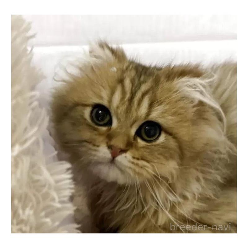 販売中の神奈川県のペルシャ(チンチラ)-138998