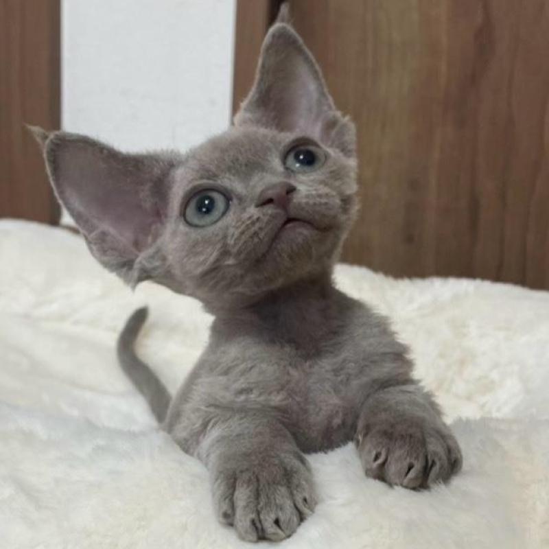 販売中の東京都のデボンレックス-138999の4枚目