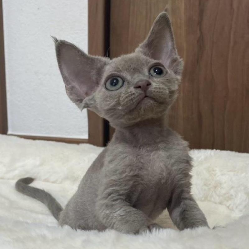 販売中の東京都のデボンレックス-138999の2枚目