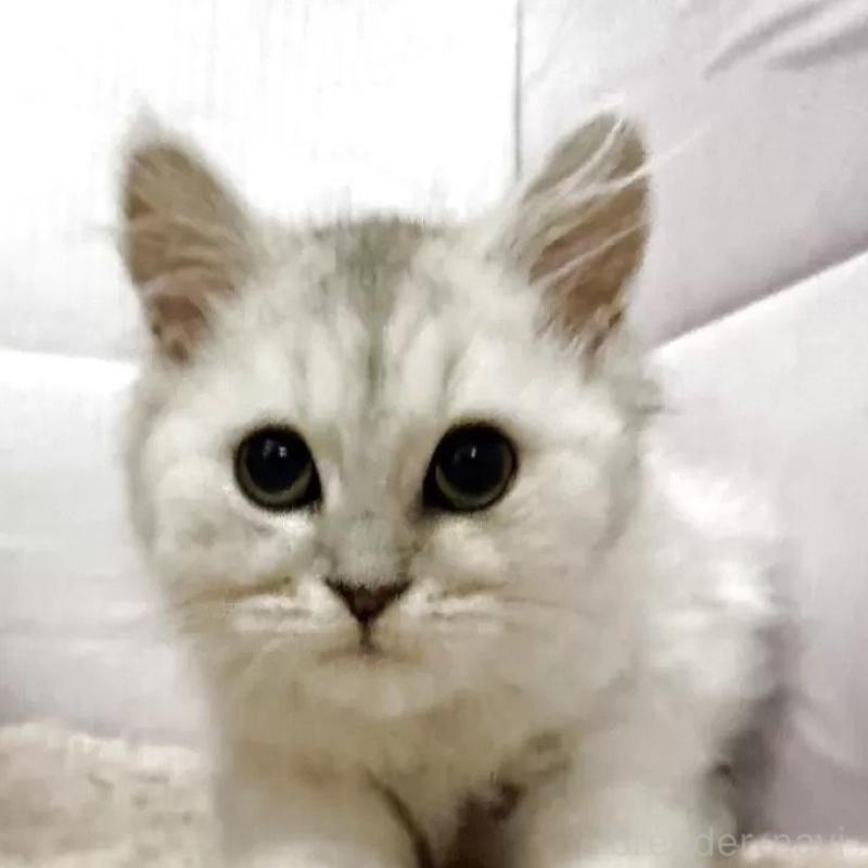 販売中の神奈川県のペルシャ(チンチラ)-139000の1枚目