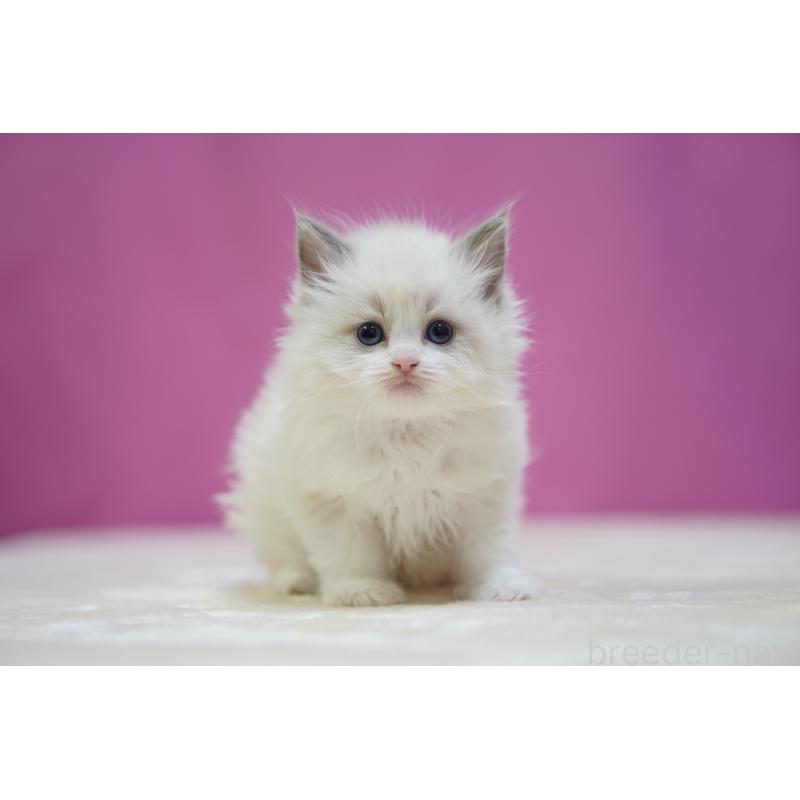 販売中の埼玉県のラグドール-139001の5枚目