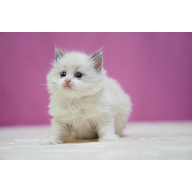 販売中の埼玉県のラグドール-139001の4枚目