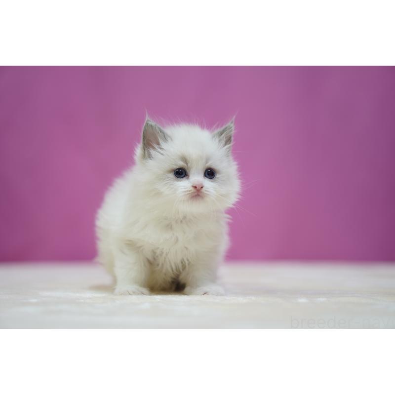 販売中の埼玉県のラグドール-139001の3枚目