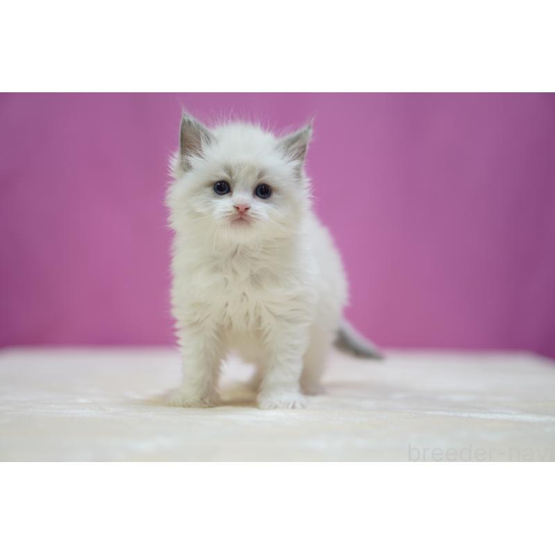 販売中の埼玉県のラグドール-139001の2枚目