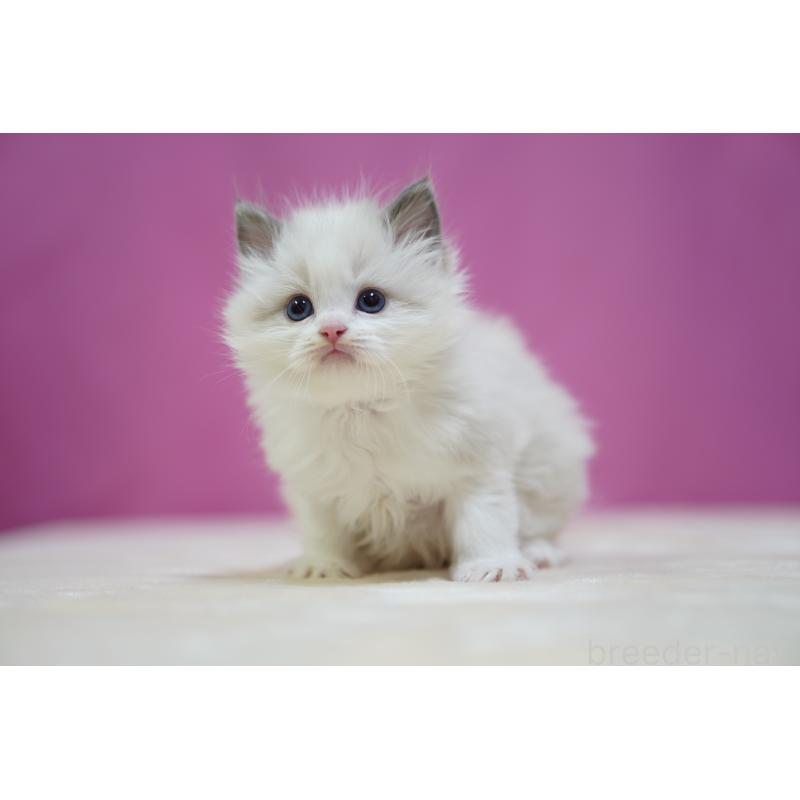 販売中の埼玉県のラグドール-139002の8枚目