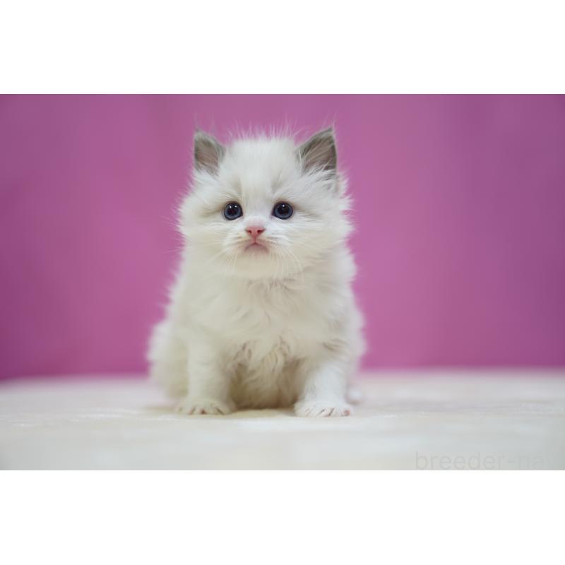 販売中の埼玉県のラグドール-139002の7枚目