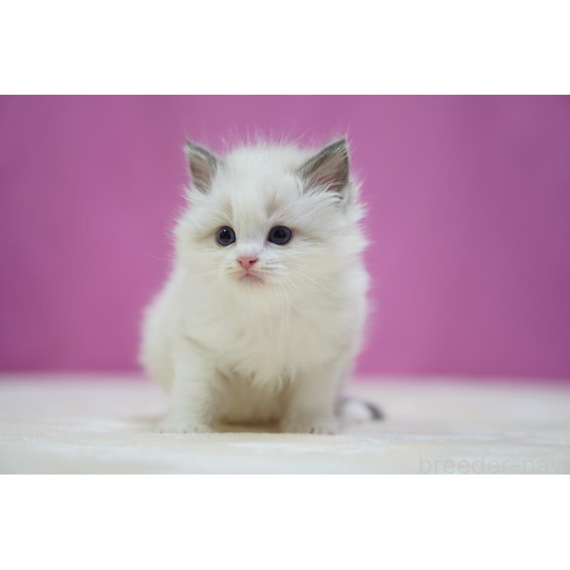 販売中の埼玉県のラグドール-139002の6枚目