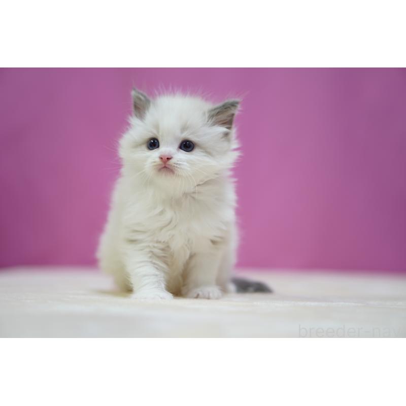 販売中の埼玉県のラグドール-139002の5枚目