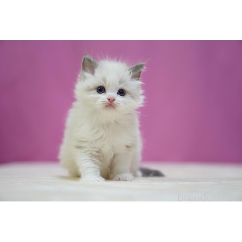 販売中の埼玉県のラグドール-139002の4枚目