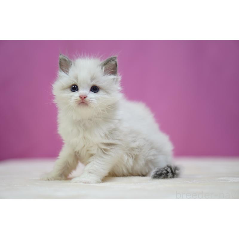 販売中の埼玉県のラグドール-139002の3枚目