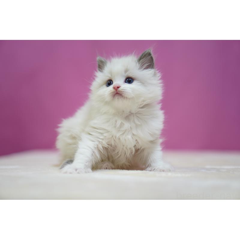 販売中の埼玉県のラグドール-139002の2枚目