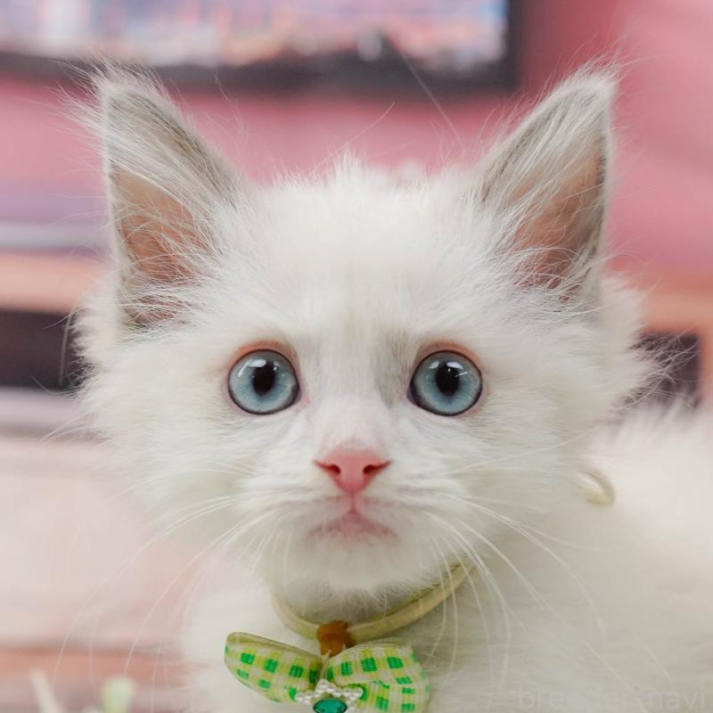 販売中の神奈川県のラグドール-139003