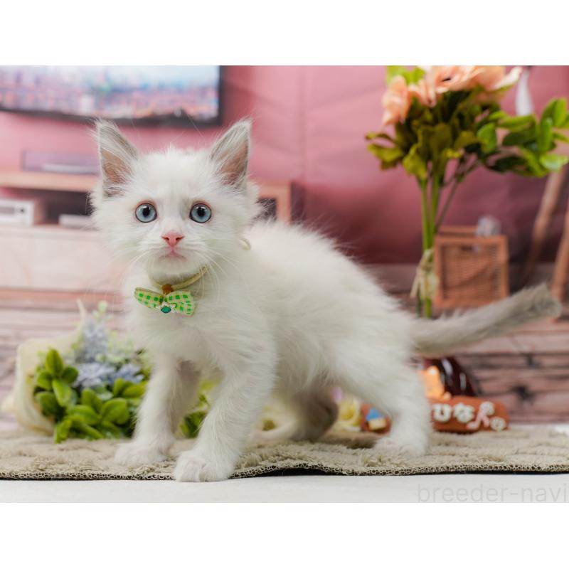 販売中の神奈川県のラグドール-139003の11枚目