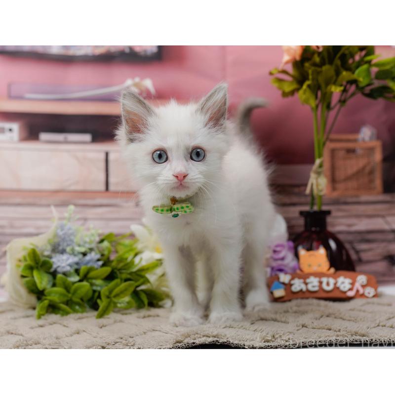 販売中の神奈川県のラグドール-139003の10枚目