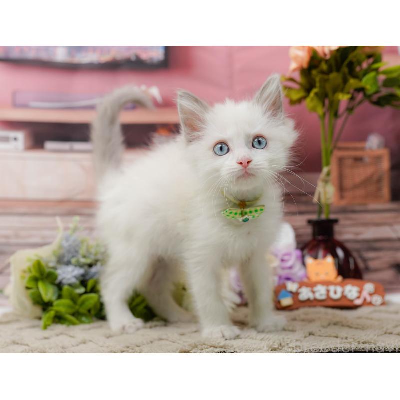 販売中の神奈川県のラグドール-139003の9枚目