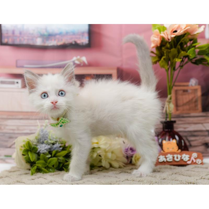 販売中の神奈川県のラグドール-139003の8枚目