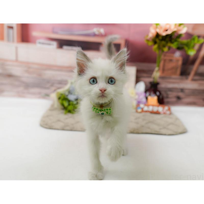 販売中の神奈川県のラグドール-139003の7枚目