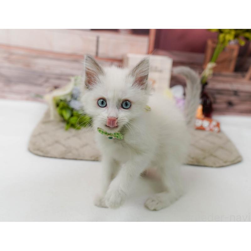 販売中の神奈川県のラグドール-139003の6枚目