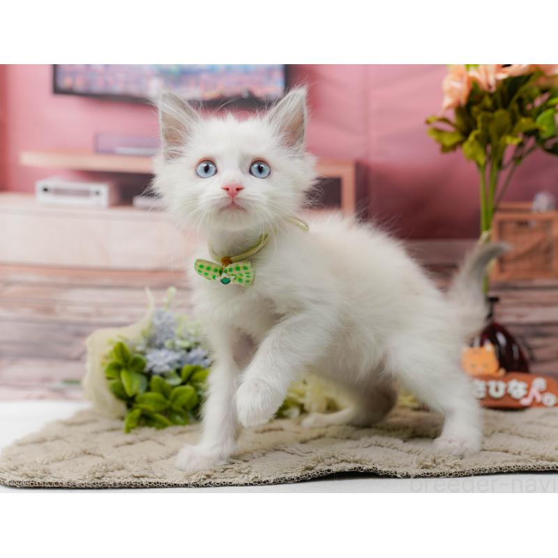 販売中の神奈川県のラグドール-139003の5枚目