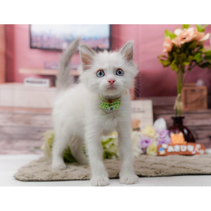 販売中の神奈川県のラグドール-139003の4枚目