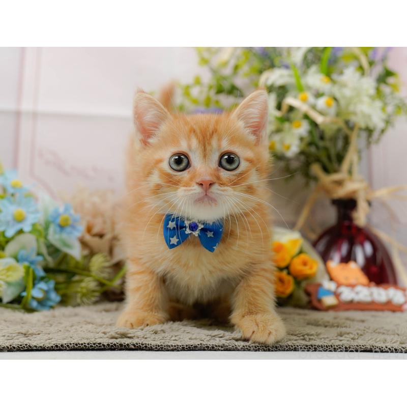 販売中の神奈川県のミヌエット-139004の11枚目