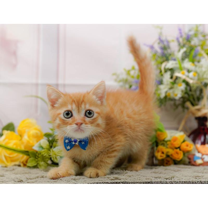 販売中の神奈川県のミヌエット-139004の10枚目