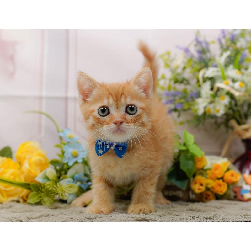 販売中の神奈川県のミヌエット-139004の9枚目