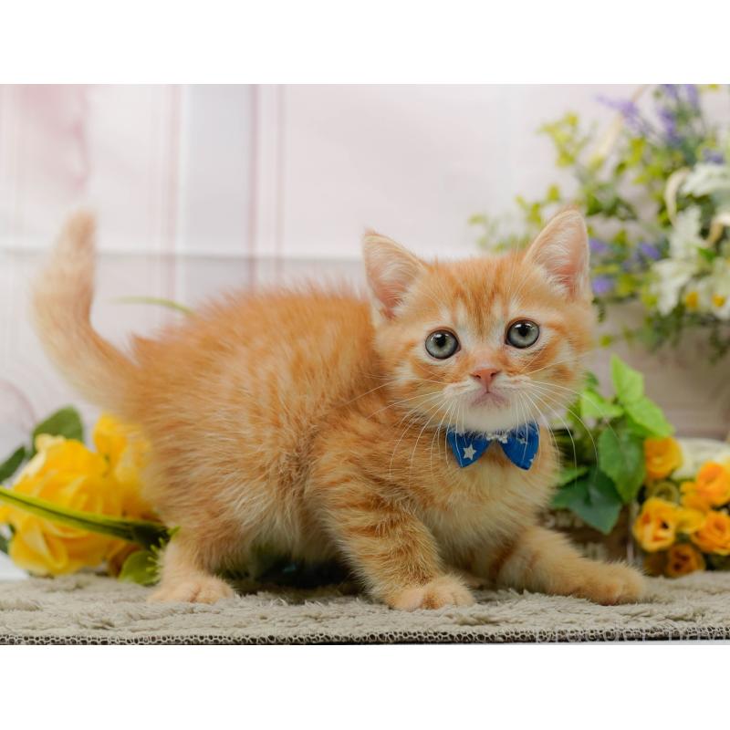 販売中の神奈川県のミヌエット-139004の8枚目