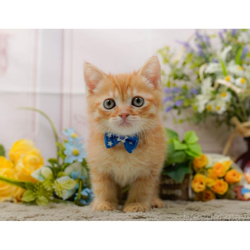 販売中の神奈川県のミヌエット-139004の7枚目