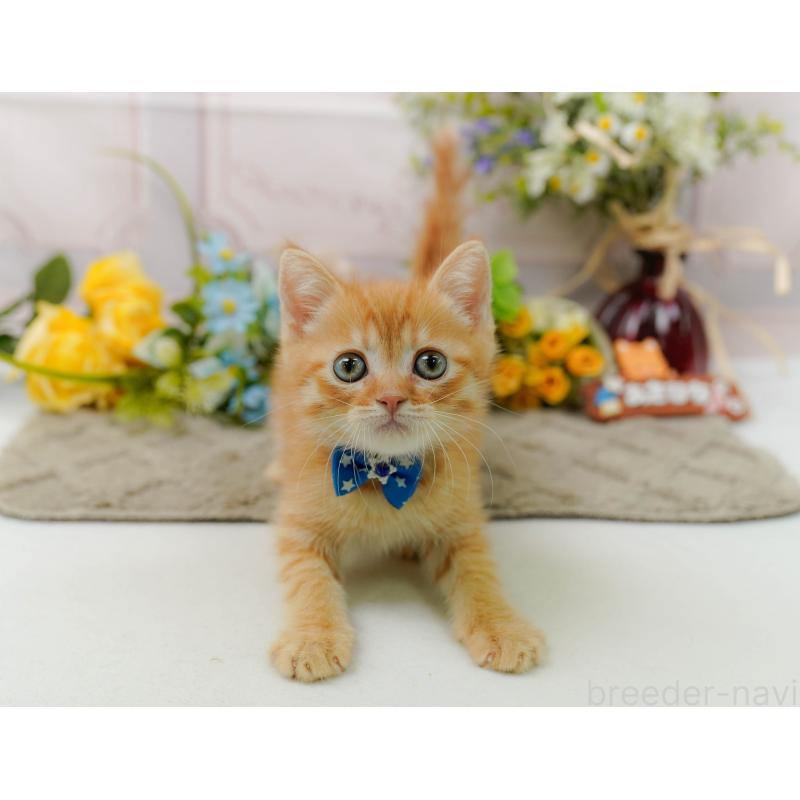 販売中の神奈川県のミヌエット-139004の6枚目