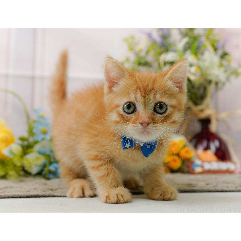 販売中の神奈川県のミヌエット-139004の5枚目