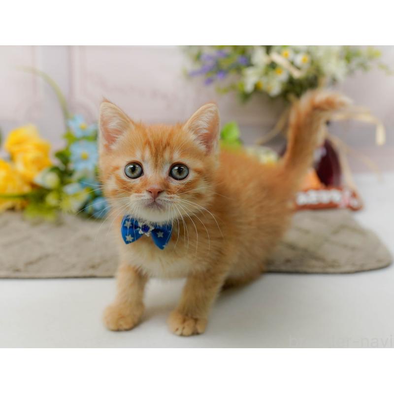 販売中の神奈川県のミヌエット-139004の4枚目