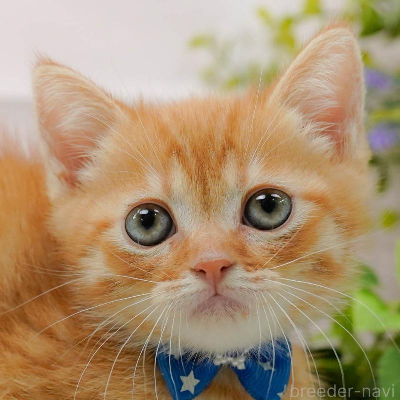 販売中の神奈川県のミヌエット-139004