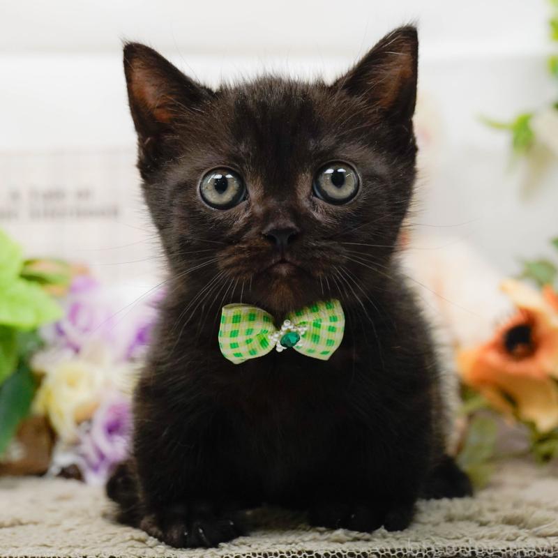 販売中の神奈川県のミヌエット-139005