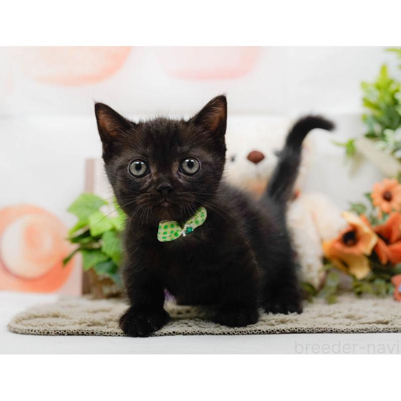 販売中の神奈川県のミヌエット-139005の11枚目