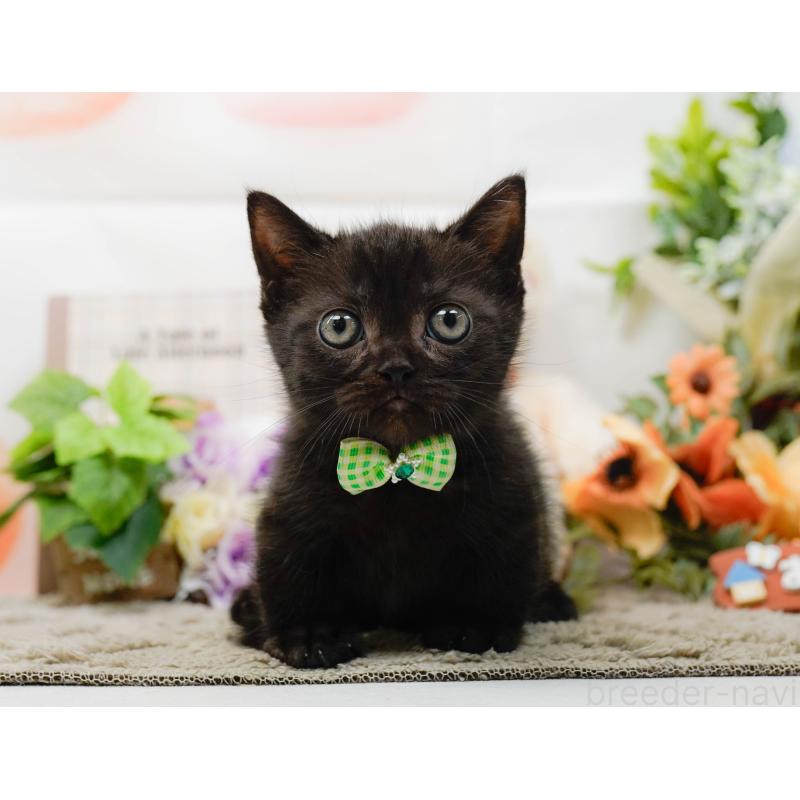 販売中の神奈川県のミヌエット-139005の10枚目