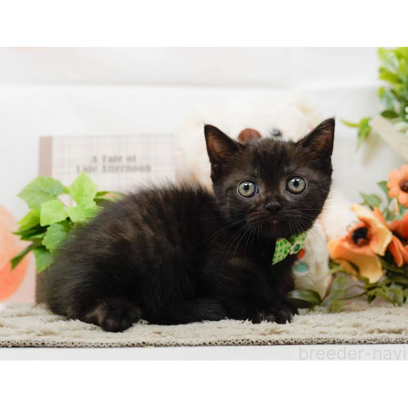 販売中の神奈川県のミヌエット-139005の9枚目