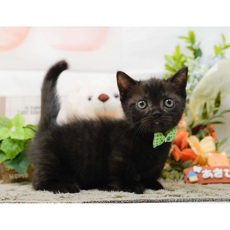 販売中の神奈川県のミヌエット-139005の7枚目