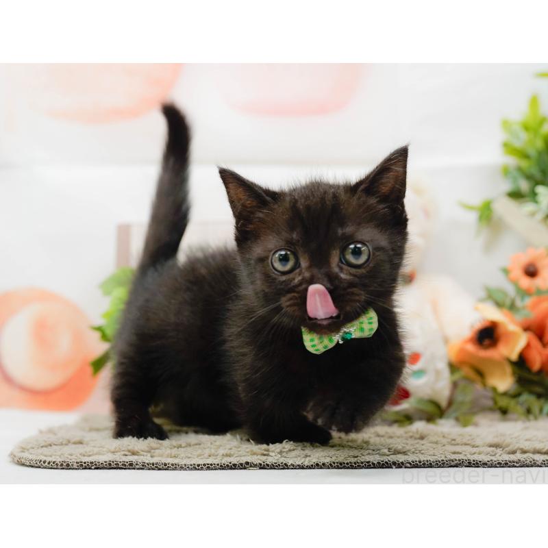 販売中の神奈川県のミヌエット-139005の6枚目