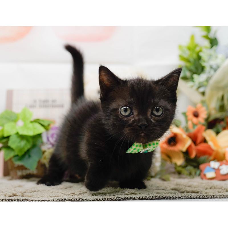 販売中の神奈川県のミヌエット-139005の5枚目