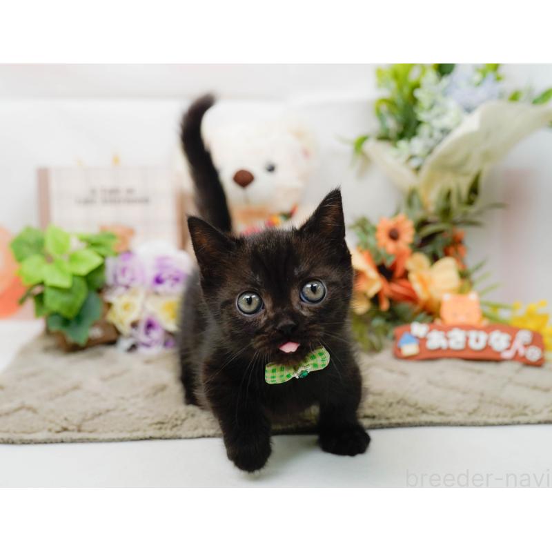 販売中の神奈川県のミヌエット-139005の4枚目