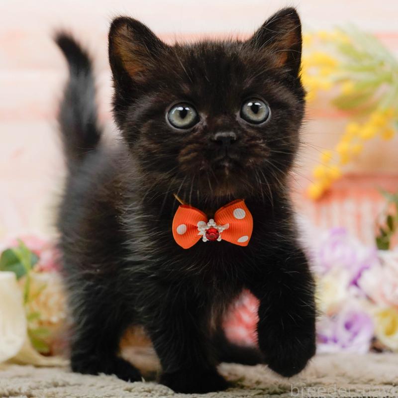 成約済の神奈川県のミヌエット-139006の1枚目