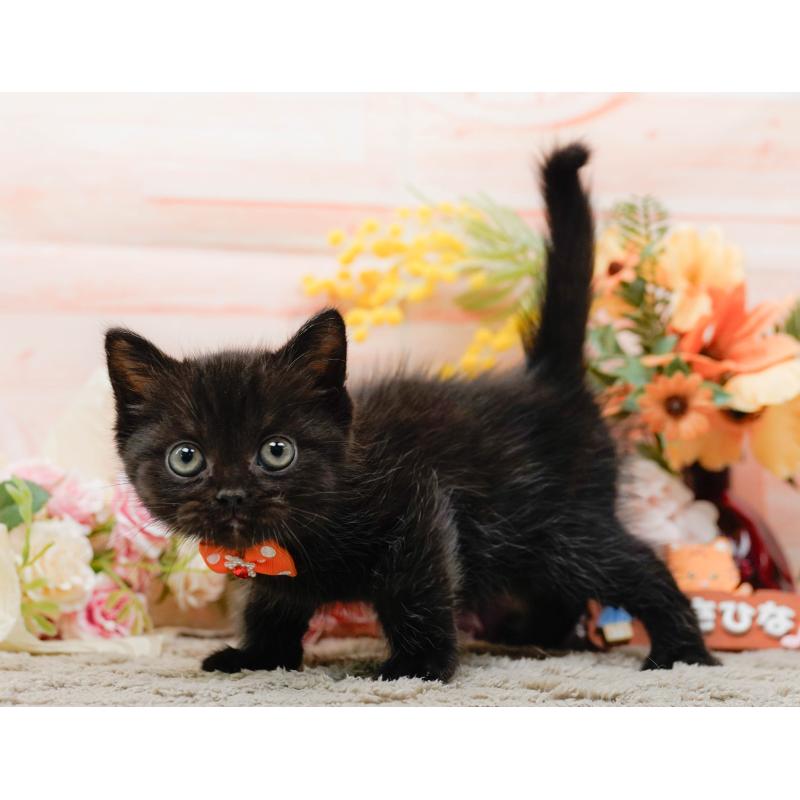 成約済の神奈川県のミヌエット-139006の11枚目