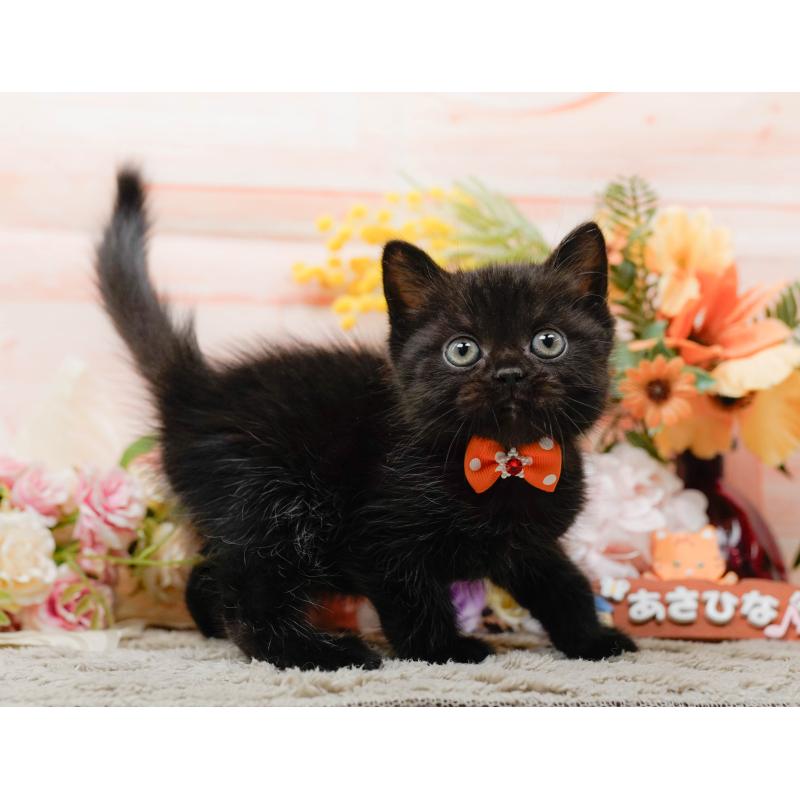 成約済の神奈川県のミヌエット-139006の10枚目