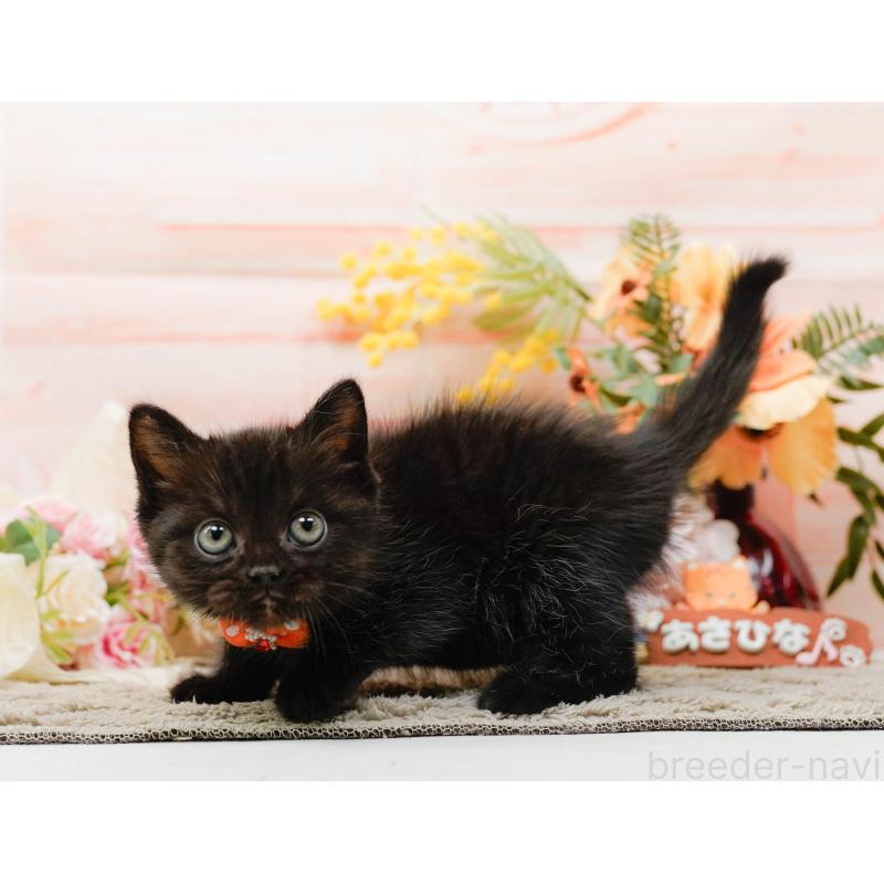 成約済の神奈川県のミヌエット-139006の9枚目