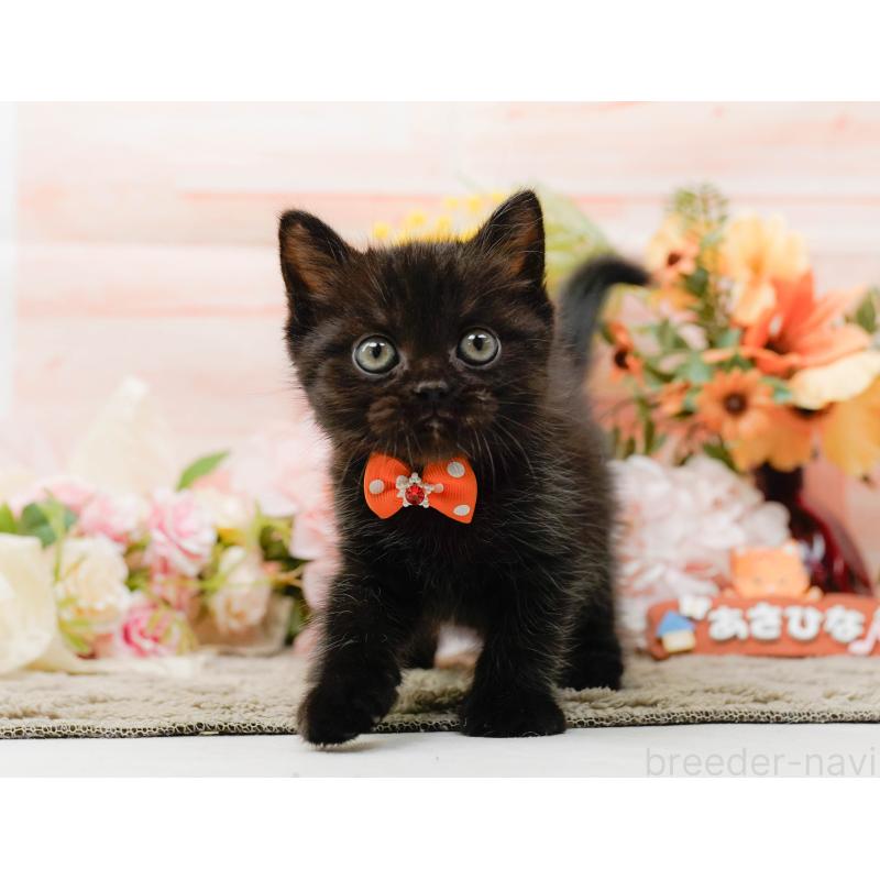 成約済の神奈川県のミヌエット-139006の8枚目