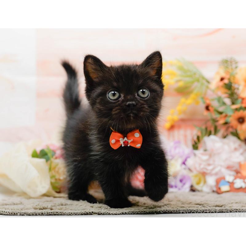 成約済の神奈川県のミヌエット-139006の7枚目