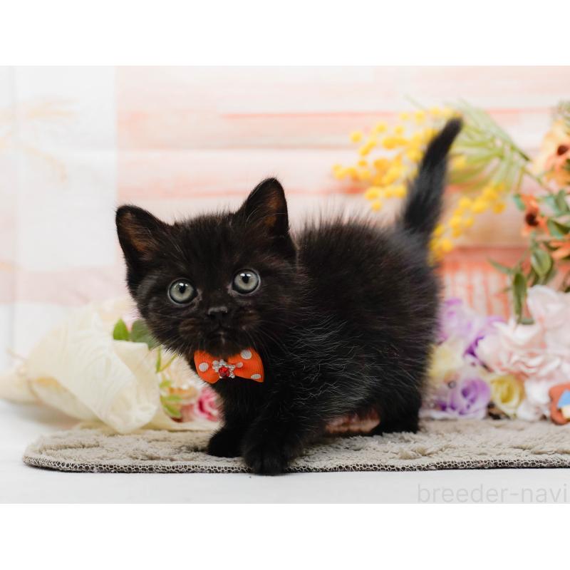 成約済の神奈川県のミヌエット-139006の6枚目